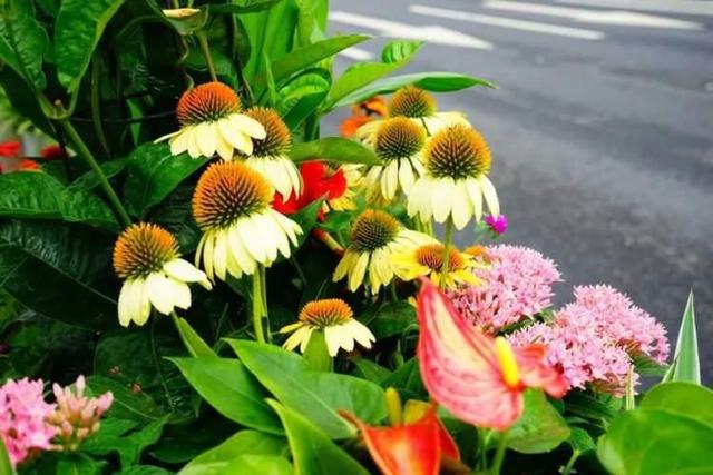 “荷花”“松果”栽进道路花箱？ 广中西路花箱换上崭新夏装