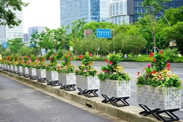 “荷花”“松果”栽进道路花箱？ 广中西路花箱换上崭新夏装