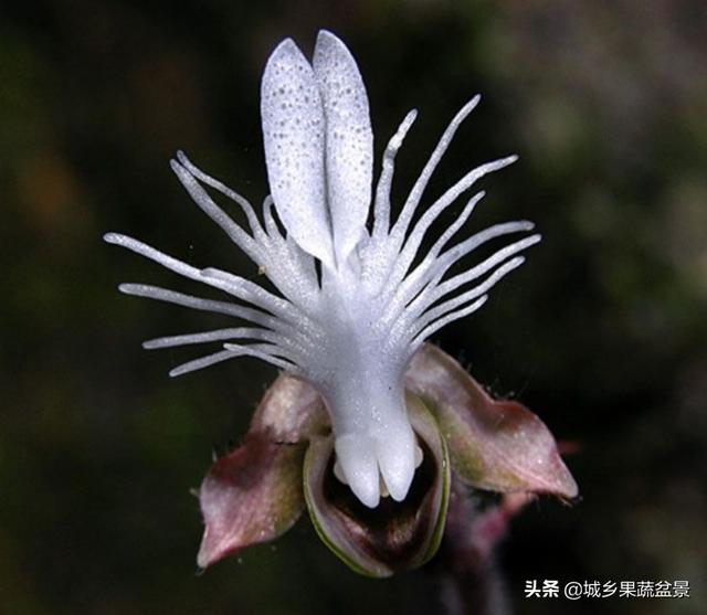 珍稀药用观赏植物，金线莲的繁殖与养护，墨绿色叶带金黄脉网