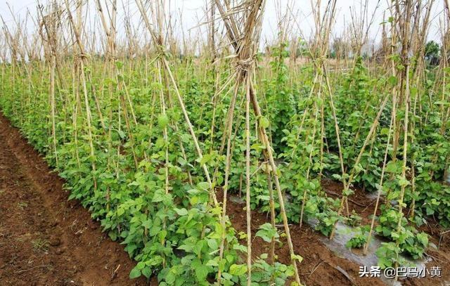 8月能种豆角吗？豆角种植时间和方法，做好这几步很关键