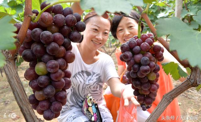 克瑞森无核葡萄设施栽培技术要点