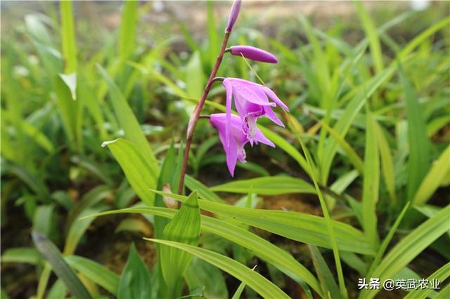 白芨种植隐藏着巨大风险，慎种