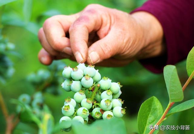 蓝莓需要多少冷温量才能开花结果？如何挑选适合当地的蓝莓品种？