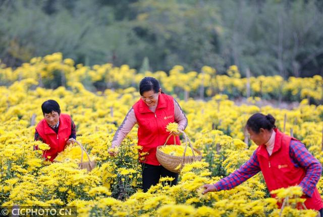 安徽铜陵：金丝皇菊开出“致富花”