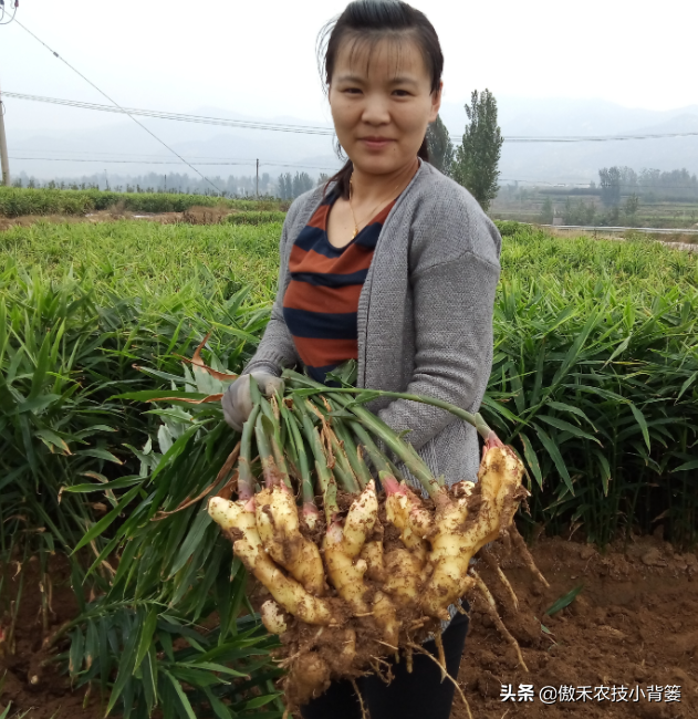 春季生姜播种期即将来临，如何种植管理才能获得更高的产量？