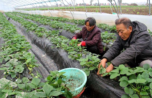 现代农业研究：山区农村反季节大棚蔬菜种植技术