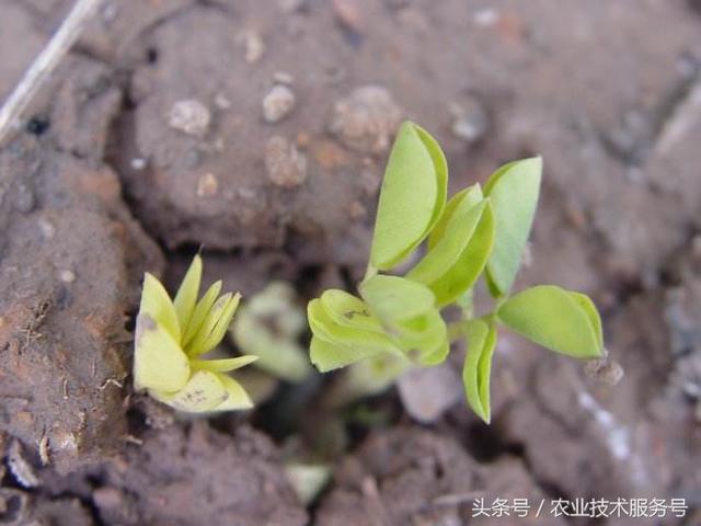 花生的一生生长周期，生育特点、栽培种植管理技术要点