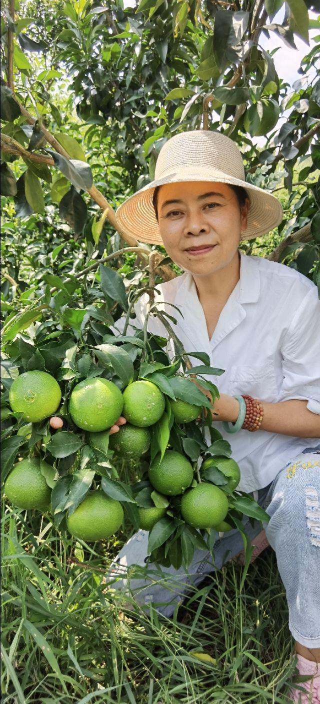 返乡农民为追赶富裕，引5个柑橘新品种欲弯道超车，实现华美转身