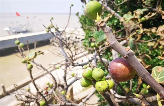 无花果种植前景怎么样