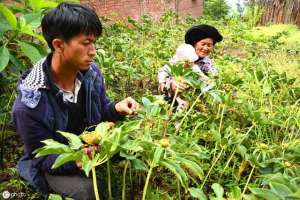 茵陈的种植效益(想种植中药材，但不知道种什么？这里有答案)