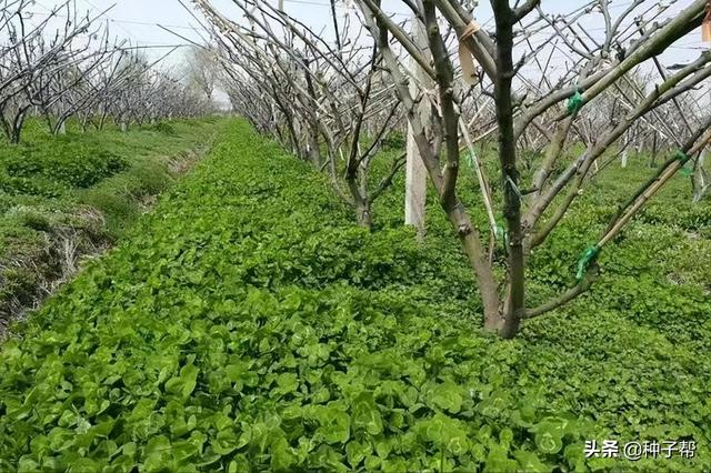 夏季果园杂草多，用白三叶抑制杂草，能用10年，还可以作放牧草地