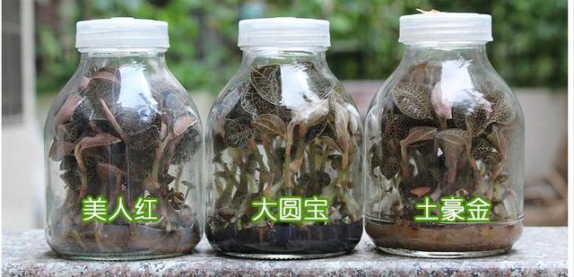 地道金线莲原生态种植方法