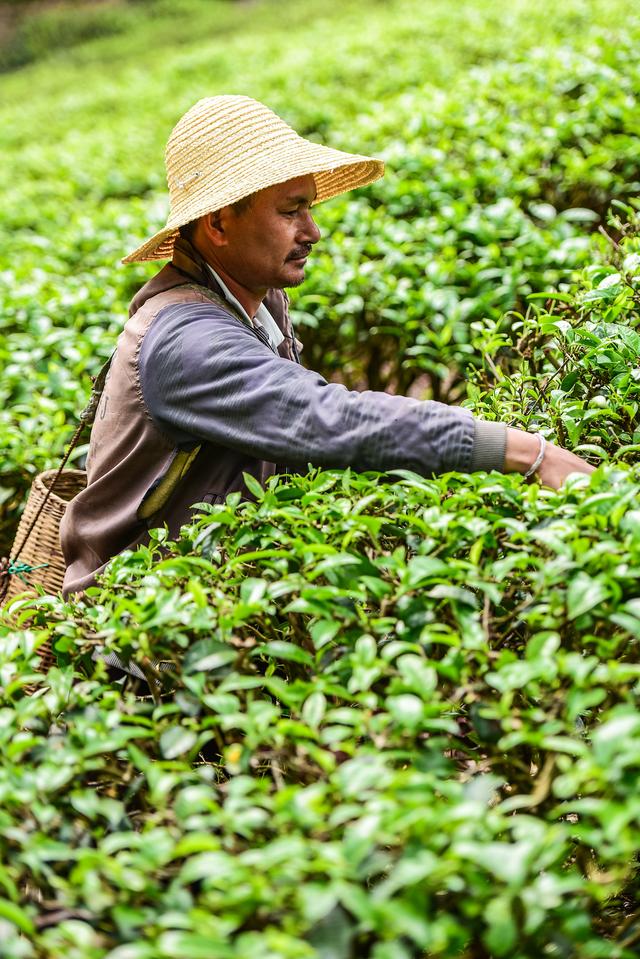 白茶的种植你知道吗