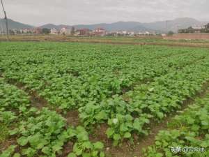 油菜苗种植技术(降雨又降温，油菜要怎么管理？促弱控旺，防渍防冻)