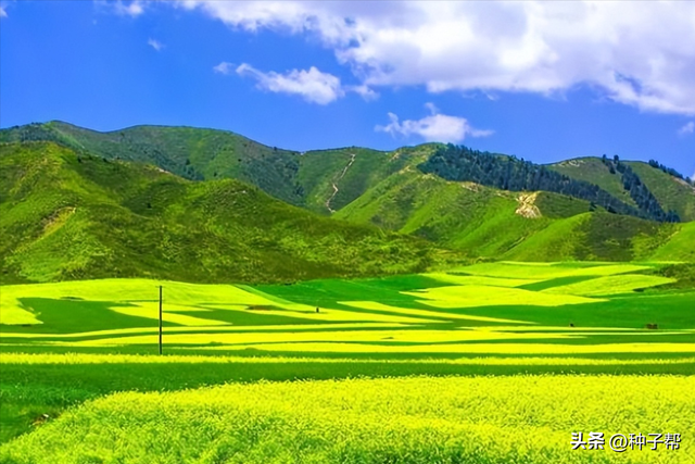 种植肥田油菜，改良土壤，简单易行，成本低，秋冬、春季都能种植