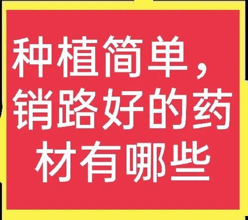 不用担心销路的药材品种有哪些？