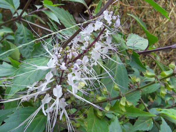 村边长得“猫须草”，俏皮可爱能长到1米，现在却很少见！