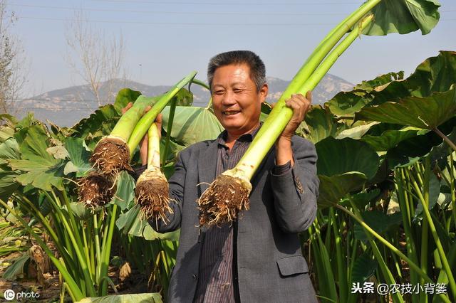 要想芋头种植产量大、品质高、收益好，这些种植管理技巧要知道