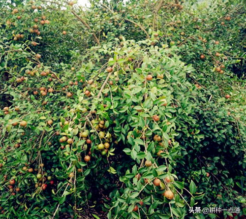 油茶种植现状及高产栽培技术，茶农请收好