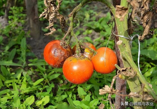 夏季番茄高产种植，明白这10个方面，种番茄不踩坑