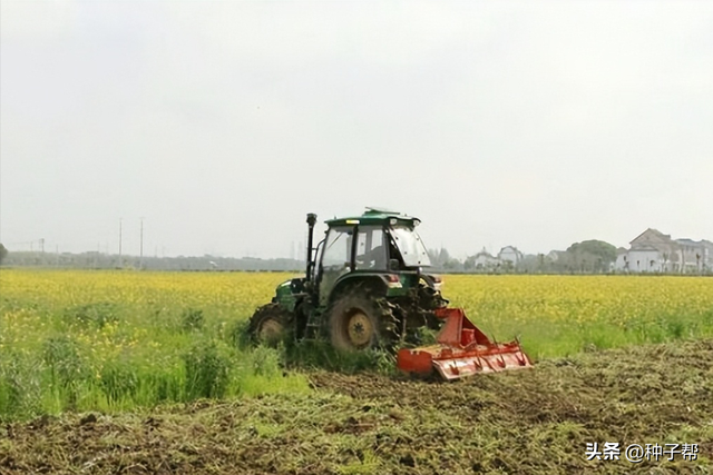 种植肥田油菜，改良土壤，简单易行，成本低，秋冬、春季都能种植