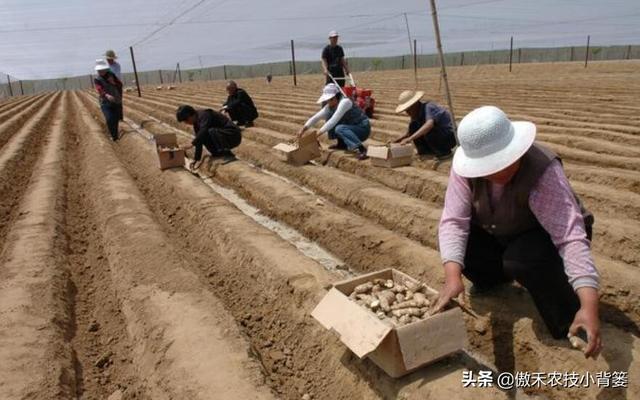 春季生姜播种期即将来临，如何种植管理才能获得更高的产量？