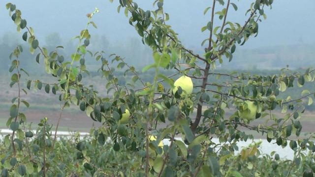 “民间高手”十年磨一剑，培育特大香木瓜，一个果重3斤多