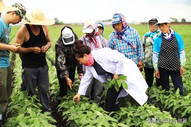 种植大豆，如何使用底肥、种肥、追肥、叶面肥才能实现高产优收？