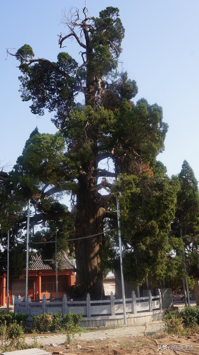 河北这几棵古柏记忆了半部燕赵史，有多个地方都称自己是天下第一