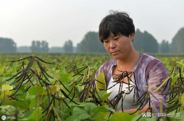 绿豆的种植方法与时间，从播种到高产只要这几步