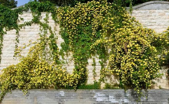 院子养棵“木香花”，长势真泼辣，2年爬满墙，花量巨大堪比第一