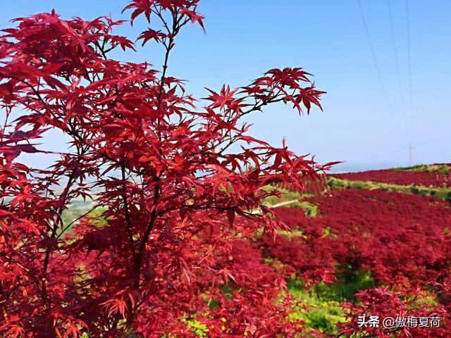 成都红枫四月花，这份推荐请收下