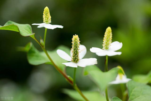 鱼腥草适合种植地区、方法、收益，看看有没有你的家乡