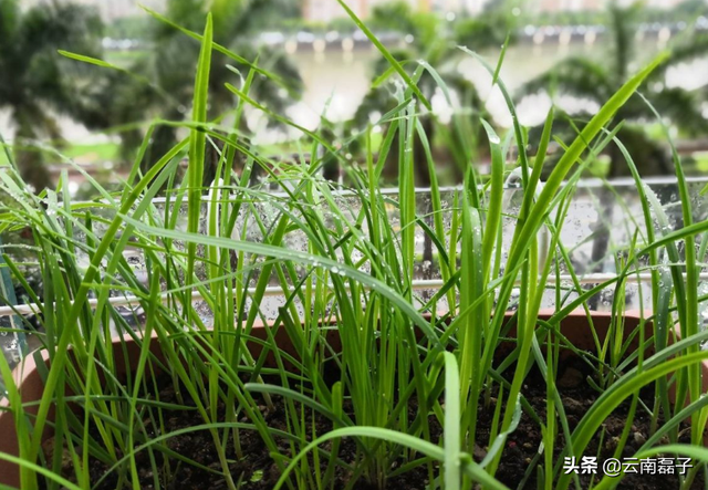 阳台种韭菜，菜根埋土里，10天就能割一茬