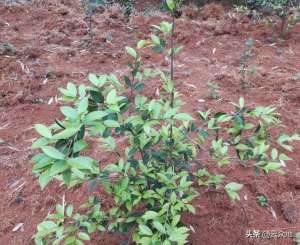 油茶树种植技术介绍(“三分造，七分管”，油茶要丰产丰收，幼林抚育做好7项技术措施)