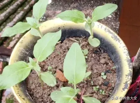 春天来了，教你如何种植向日葵