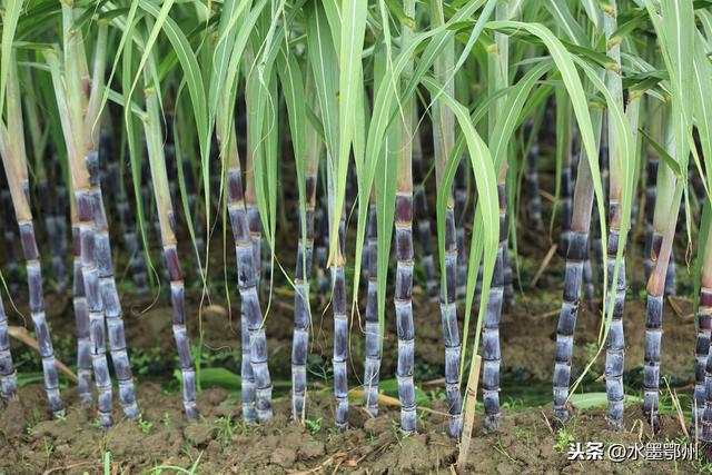 甘蔗种植技术要点