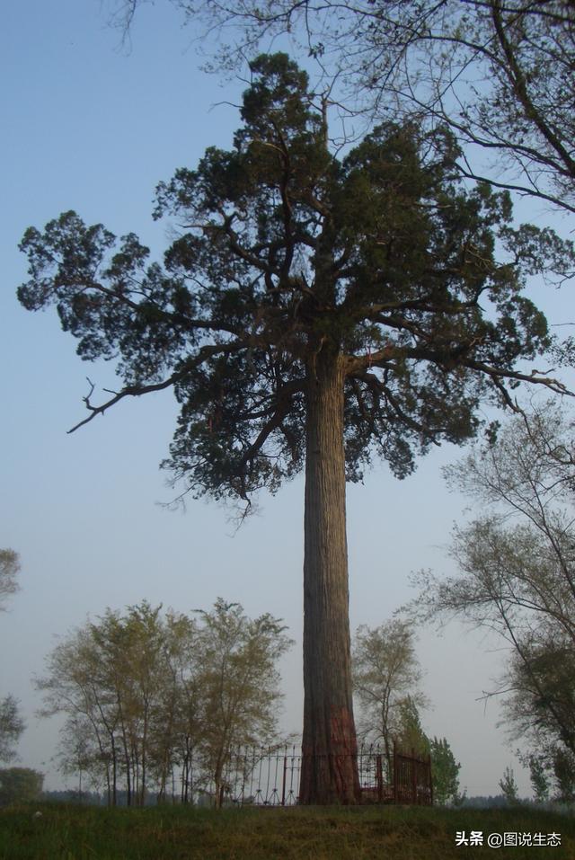 河北这几棵古柏记忆了半部燕赵史，有多个地方都称自己是天下第一