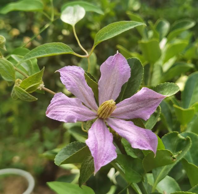 我的花草日记——九月小院儿