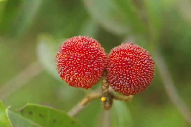 杨梅的选种与种植技术