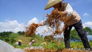 种植效益分析(他，种植200亩白术，通过10年经验积累，每亩效益过万，终成赢家)