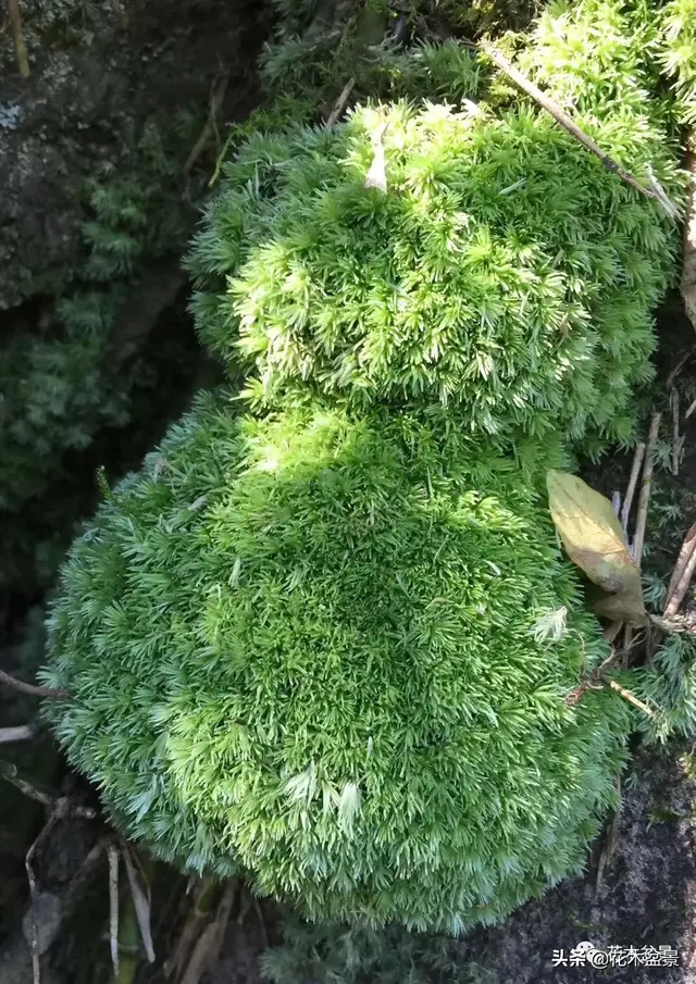 盆景的最佳拍档——苔藓