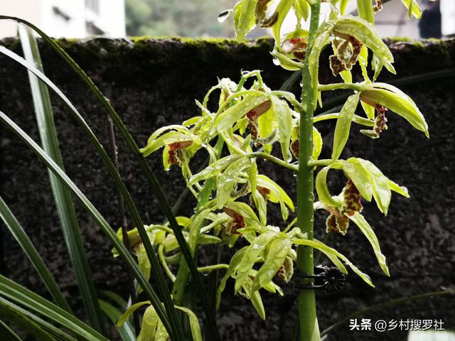 蕙兰不开花、大小年的问题，只需要做好这3条，当年就能花开爆盆