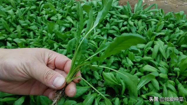 别再费劲到处去挖荠菜了，自己种简单又方便，半平米就吃不清