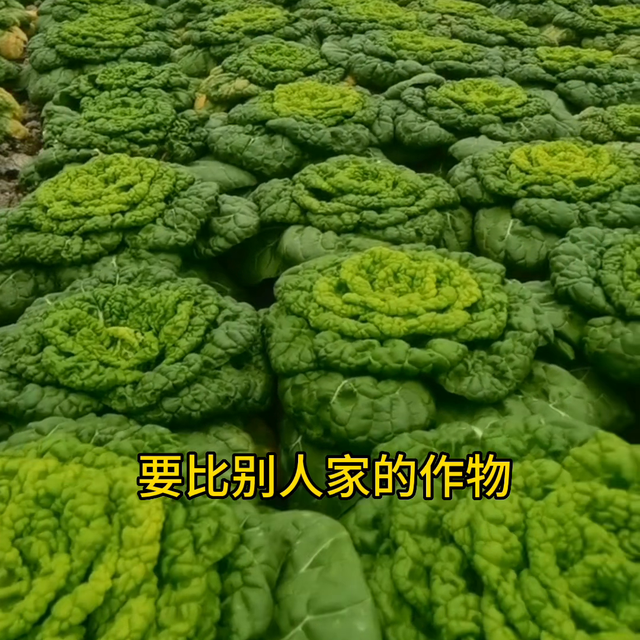 想要您家的茄子，豆角，黄瓜，西红柿，辣椒，结得多，多卖...