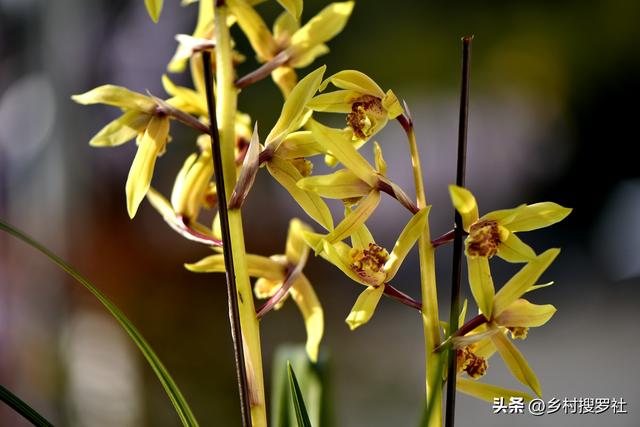 蕙兰不开花、大小年的问题，只需要做好这3条，当年就能花开爆盆