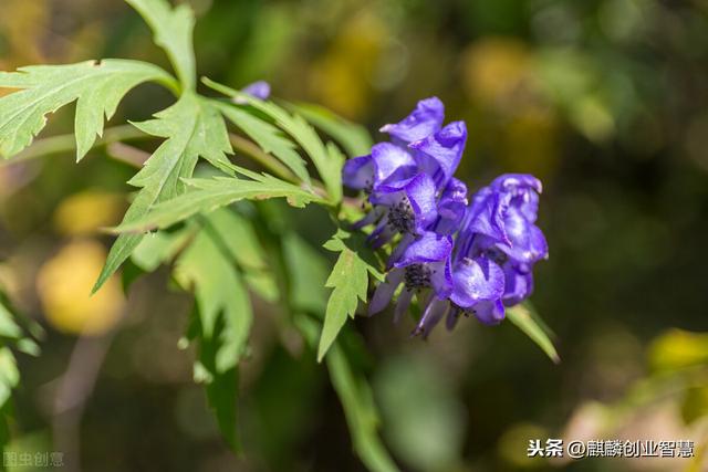 它属于名贵中药材，是农村不错的种植项目，种一亩可赚2万块钱