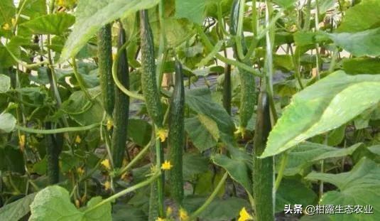 2020全年种植时间表出炉，怎么搭配避免重茬，一看就明白