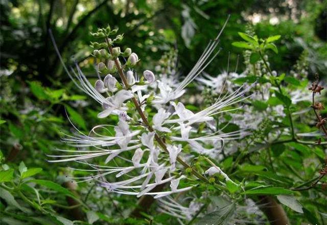 村边长得“猫须草”，俏皮可爱能长到1米，现在却很少见！