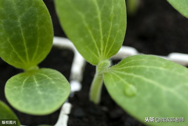 葫芦种植技巧，教会大家怎么种植葫芦，以及应该注意的事项